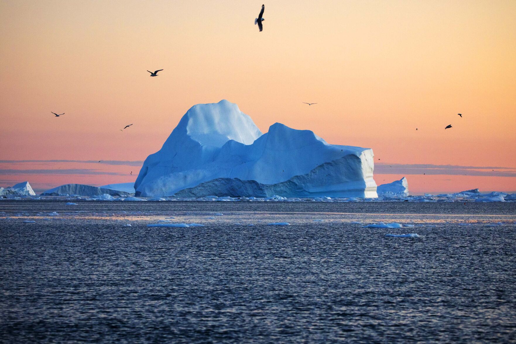 PRINT OPTION-iceberg birds PRINT OPTION.JPG